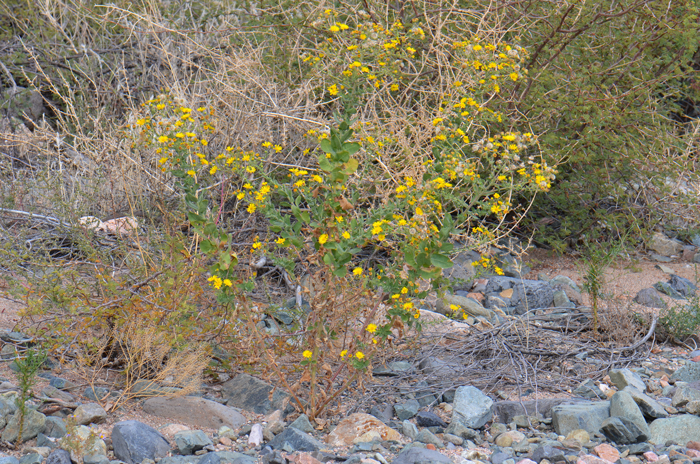 Camphorweed may grow up to 6 feet (150 cm) tall. The plants have an asymmetrical shape and the stems are rough-hairy. Heterotheca subaxillaris